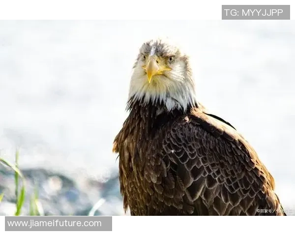 哪还需求杨少侠？新鹰王场均22+10+8 老鹰10胜5负该买卖